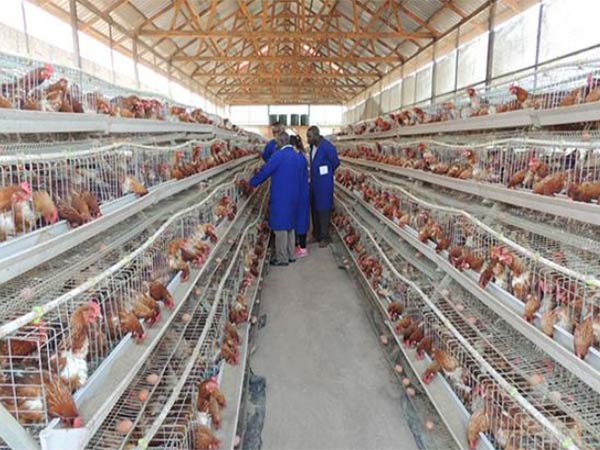 A-Type-chicken-cage-in-Nigeria