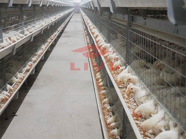 Chicken-Cages-For-Sale-in-Ghana-