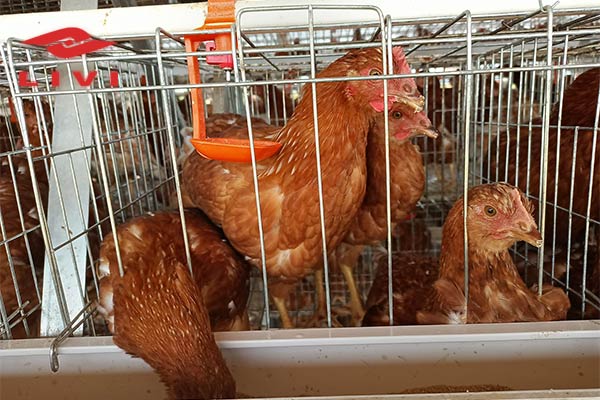 Jaula para gallinas ponedoras a la venta en Bolivia