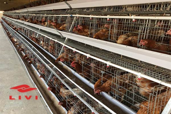 Case-of-10000-Layers-Poultry-Chicken-Cages-for-Sale-in-Argentina